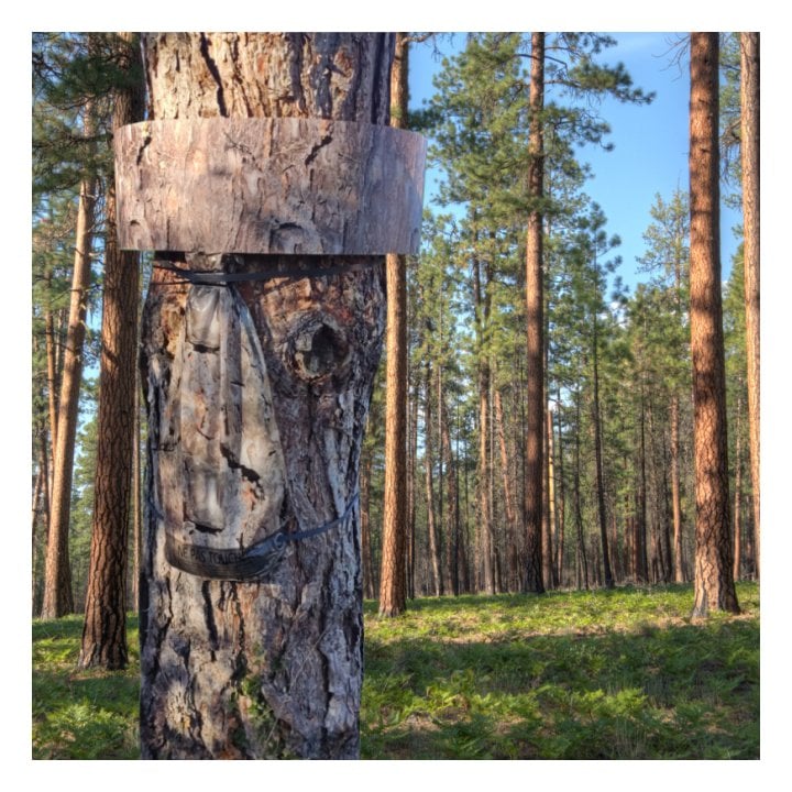 PineProtect Ecopiège cerclage pour pin
