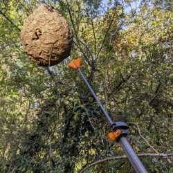 Destruction nid de frelon asiatique