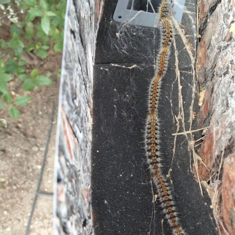 Chenilles processionnaires guidées par la descente du piège