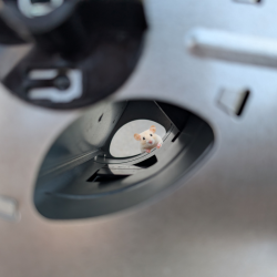 Piège multi capture souris palette noire