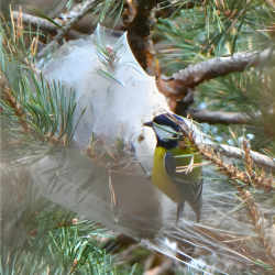 Mésange qui mange des chenilles processionnaires du pin