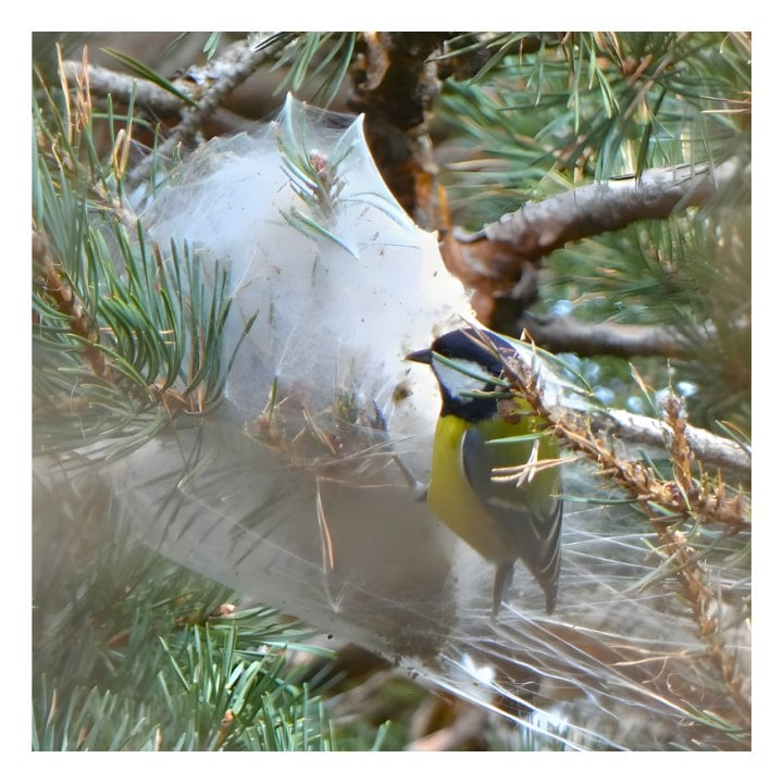 Mésange qui mange des chenilles processionnaires du pin