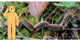 Découverte de la chenille processionnaire BUZZBUSTERS